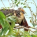 hoatzin_la_h_0963_ecu3026.jpg